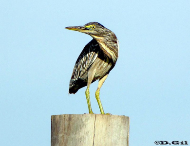 GARCITA AZULADA (Butorides striata) - (Juvenil) Laguna Del Diario - MALDONADO (Enero 2010)